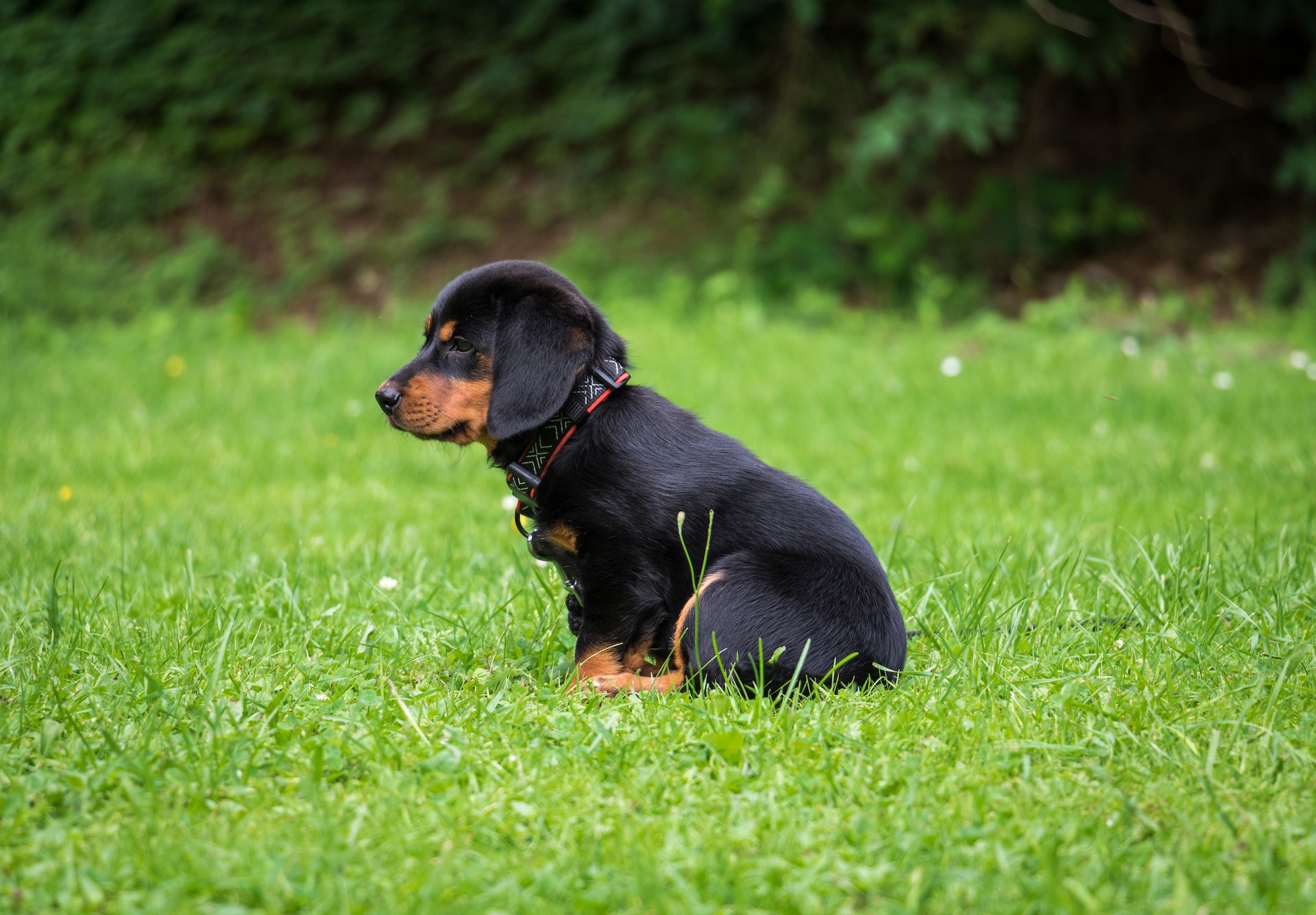 Dog looking out over mountains